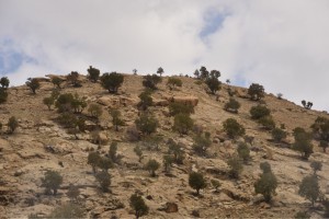 Wie wachsen bloß diese Bäume hier?